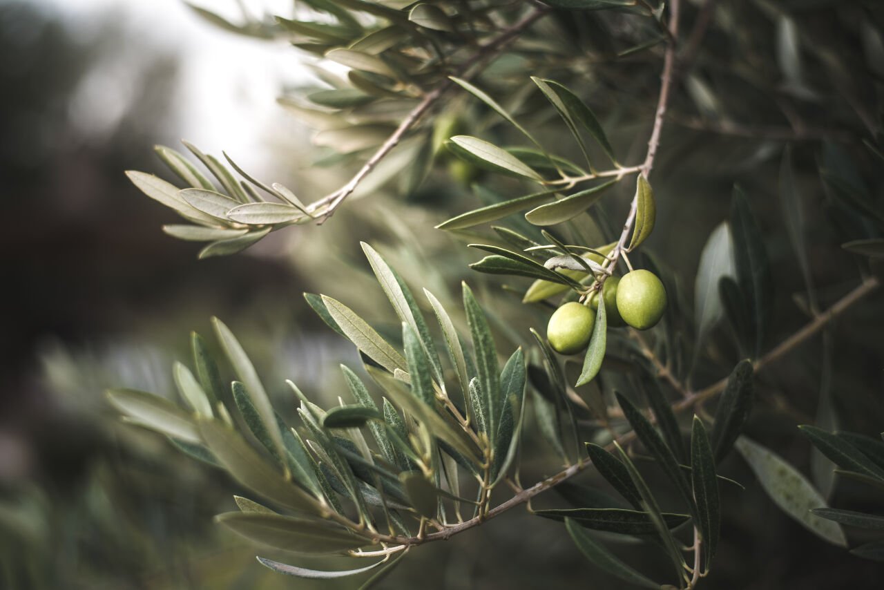Dünya Zeytin Ağacı Günü: Doğal Zenginliğe Saygı