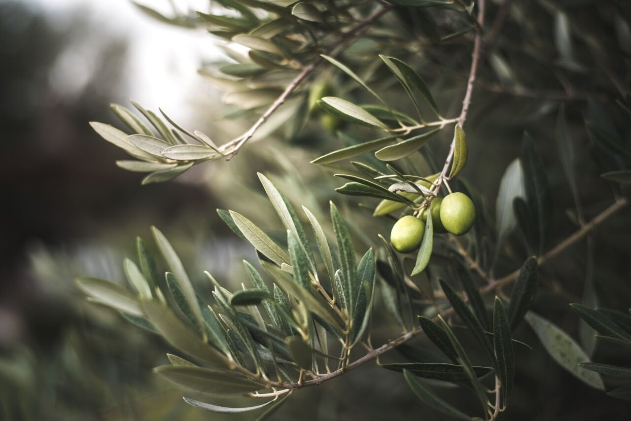 Dünya Zeytin Ağacı Günü: Doğal Zenginliğe Saygı